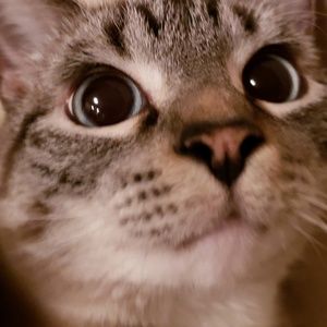 Meet your Posher, Donna